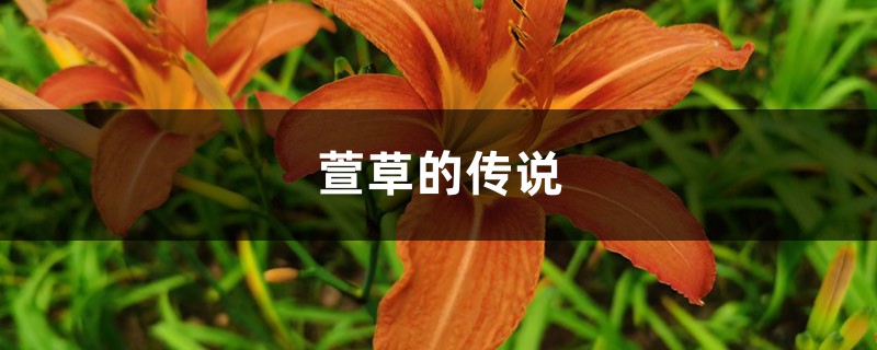 萱草的花语和寓意 萱草的花语和寓意