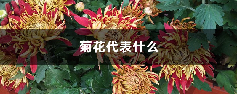 菊花代表什么 菊花代表什么