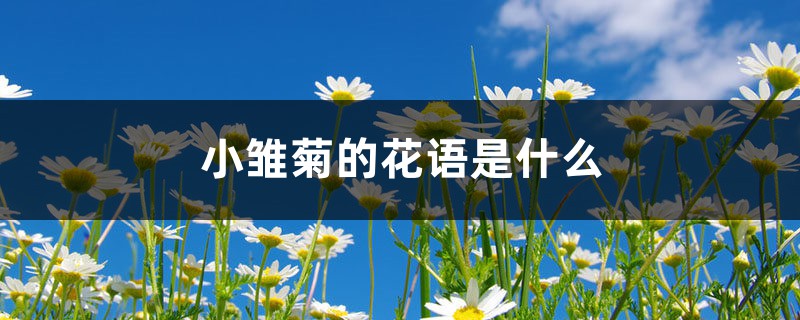 小雏菊的花语是什么 小雏菊的花语是什么