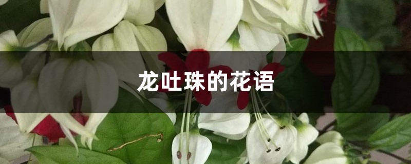 龙吐珠的花语和寓意 龙吐珠的花语和寓意