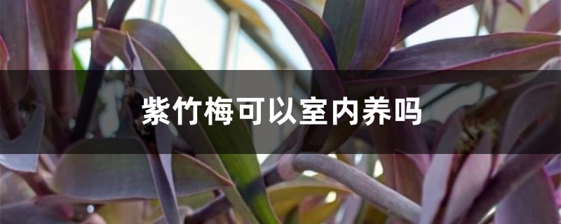 紫竹梅可以室内养吗 紫竹梅可以室内养吗