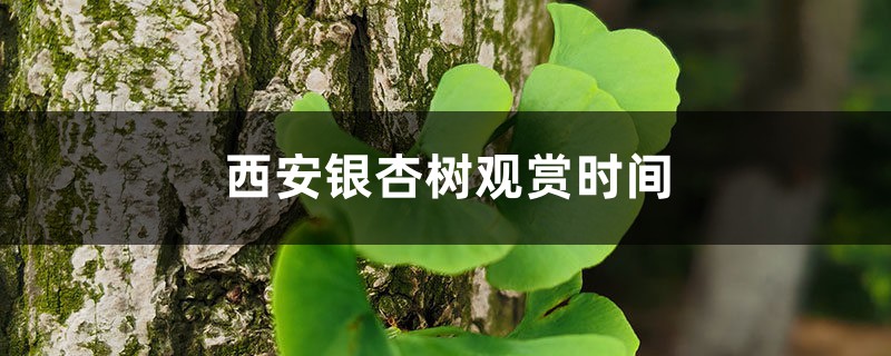 西安银杏树在哪里看 西安银杏树在哪里看