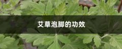 艾草泡脚的功效