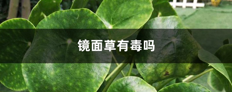 镜面草有毒吗 镜面草有毒吗