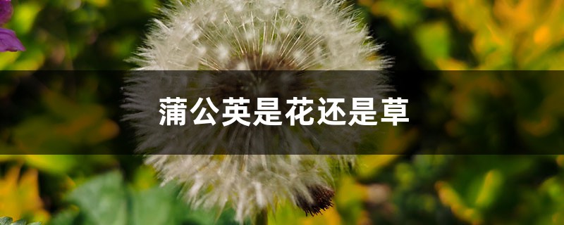 蒲公英是花还是草 蒲公英是花还是草