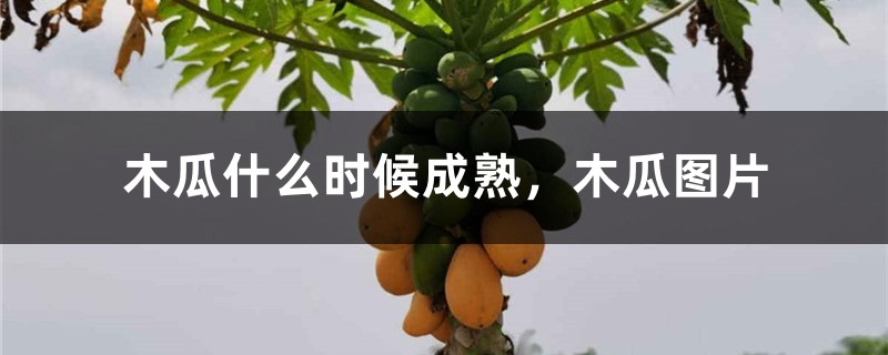 木瓜什么时候成熟 木瓜什么时候成熟