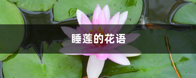 睡莲的花语和寓意 睡莲的花语和寓意