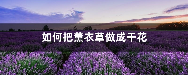 如何把薰衣草做成干花 如何把薰衣草做成干花