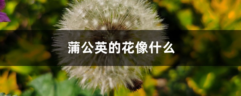 蒲公英的花像什么 蒲公英的花像什么