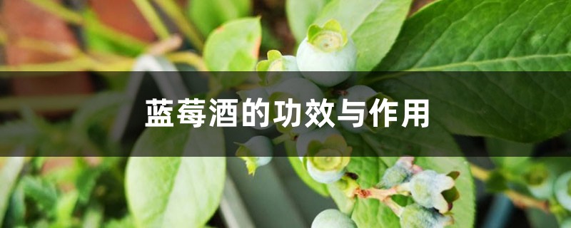 蓝莓酒的功效与作用 蓝莓酒的功效与作用
