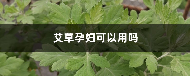 艾草孕妇可以用吗，艾草的副作用