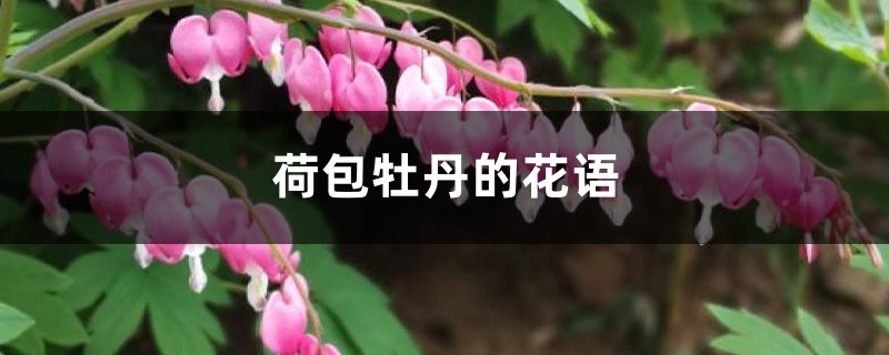 荷包牡丹的花语和寓意 荷包牡丹的花语和寓意