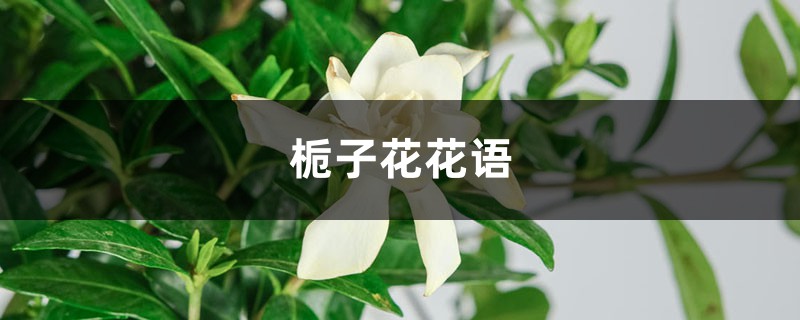 栀子花花语 栀子花花语