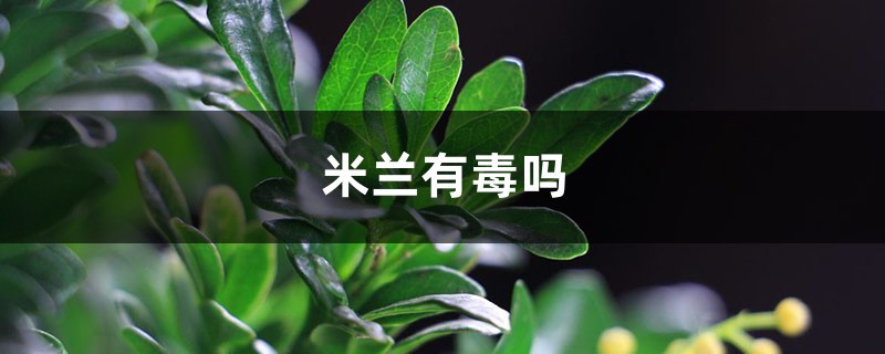 米兰有毒吗 米兰有毒吗
