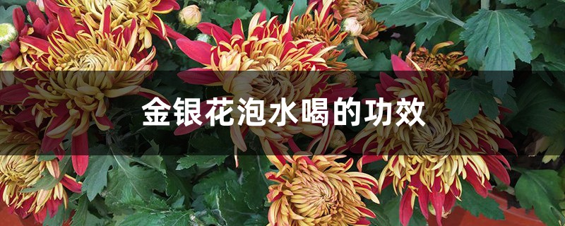 金银花泡水喝的功效 金银花泡水喝的功效