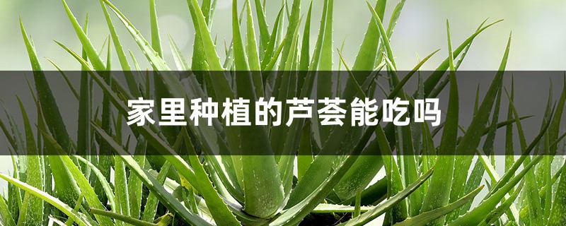 家里种植的芦荟能吃吗 家里种植的芦荟能吃吗