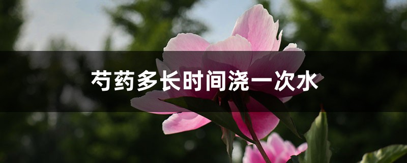 芍药多长时间浇一次水 芍药多长时间浇一次水