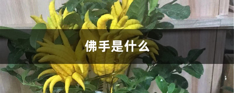 佛手是什么 佛手是什么