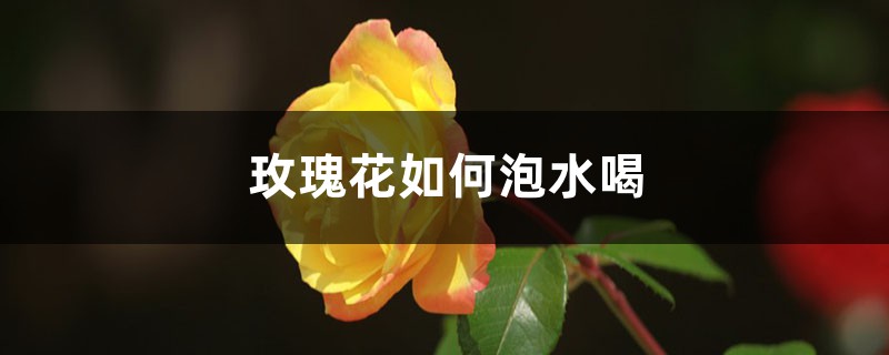 玫瑰花如何泡水喝 玫瑰花如何泡水喝