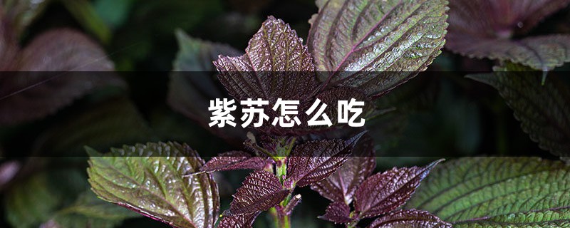 紫苏怎么吃 紫苏怎么吃