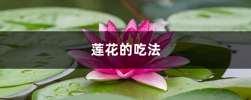 莲花的吃法 莲花的吃法