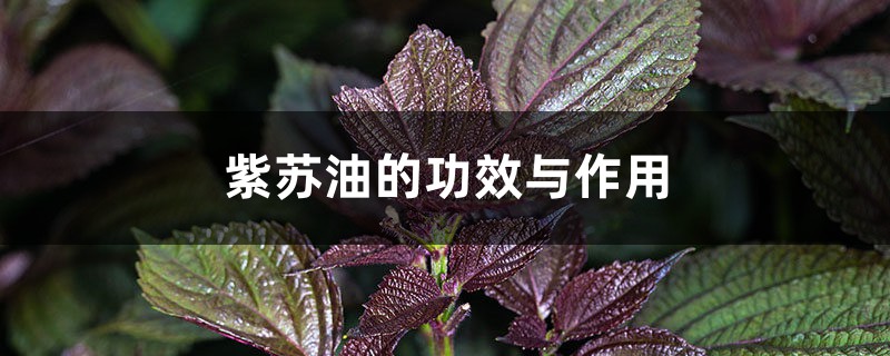 紫苏油的功效与作用 紫苏油的功效与作用