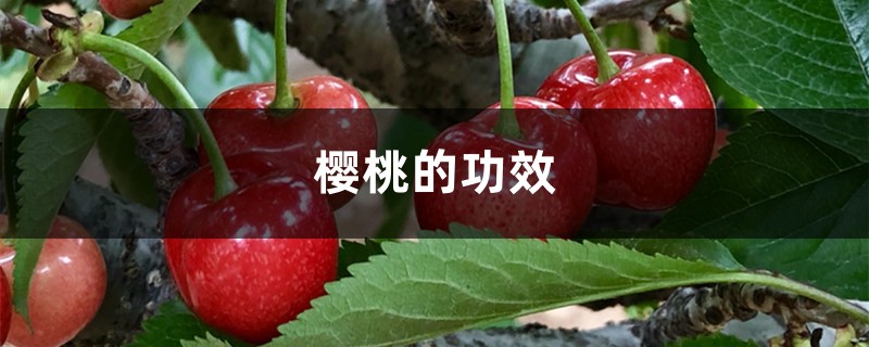 樱桃的功效与作用 樱桃的功效与作用