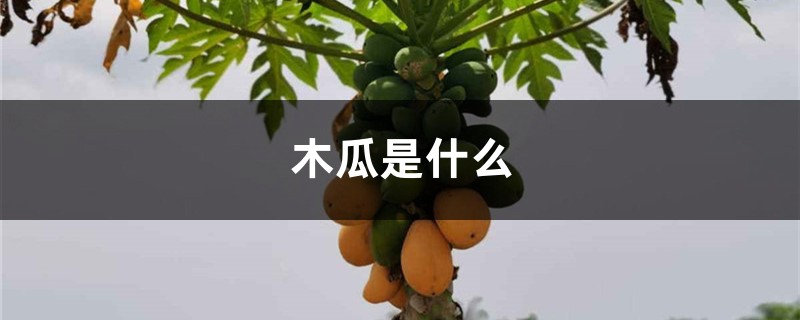 木瓜是什么 木瓜是什么