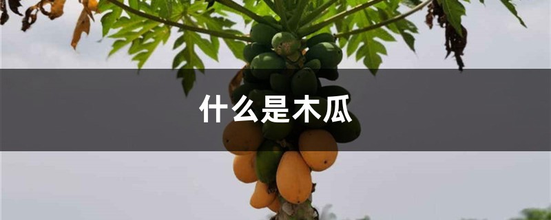 什么是木瓜 什么是木瓜