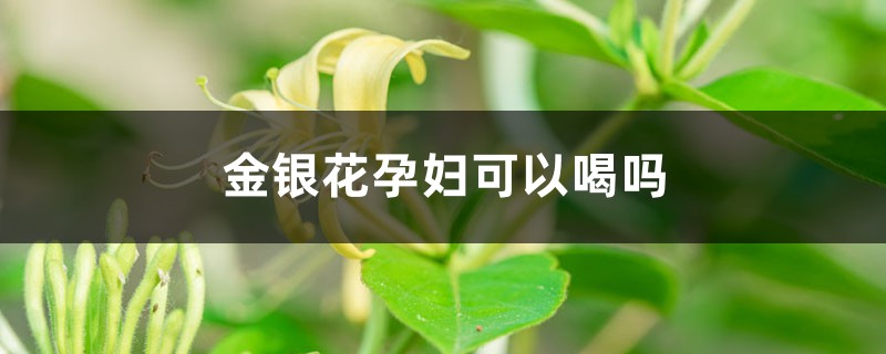 金银花孕妇可以喝吗 金银花孕妇可以喝吗