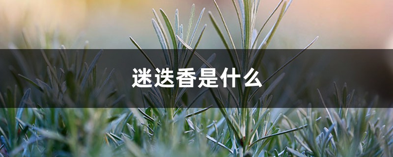 迷迭香是什么 迷迭香是什么