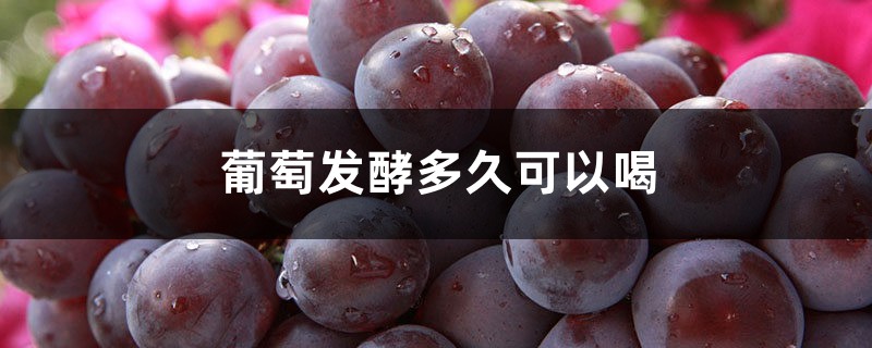 葡萄发酵多久可以喝 葡萄发酵多久可以喝