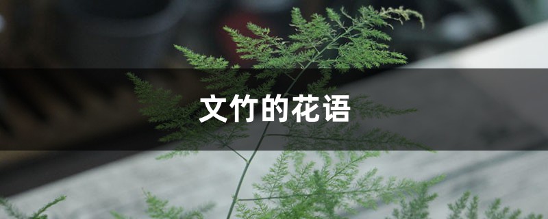 文竹的花语 文竹的花语