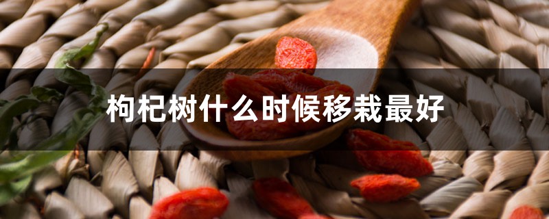 枸杞树什么时候移栽最好 枸杞树什么时候移栽最好