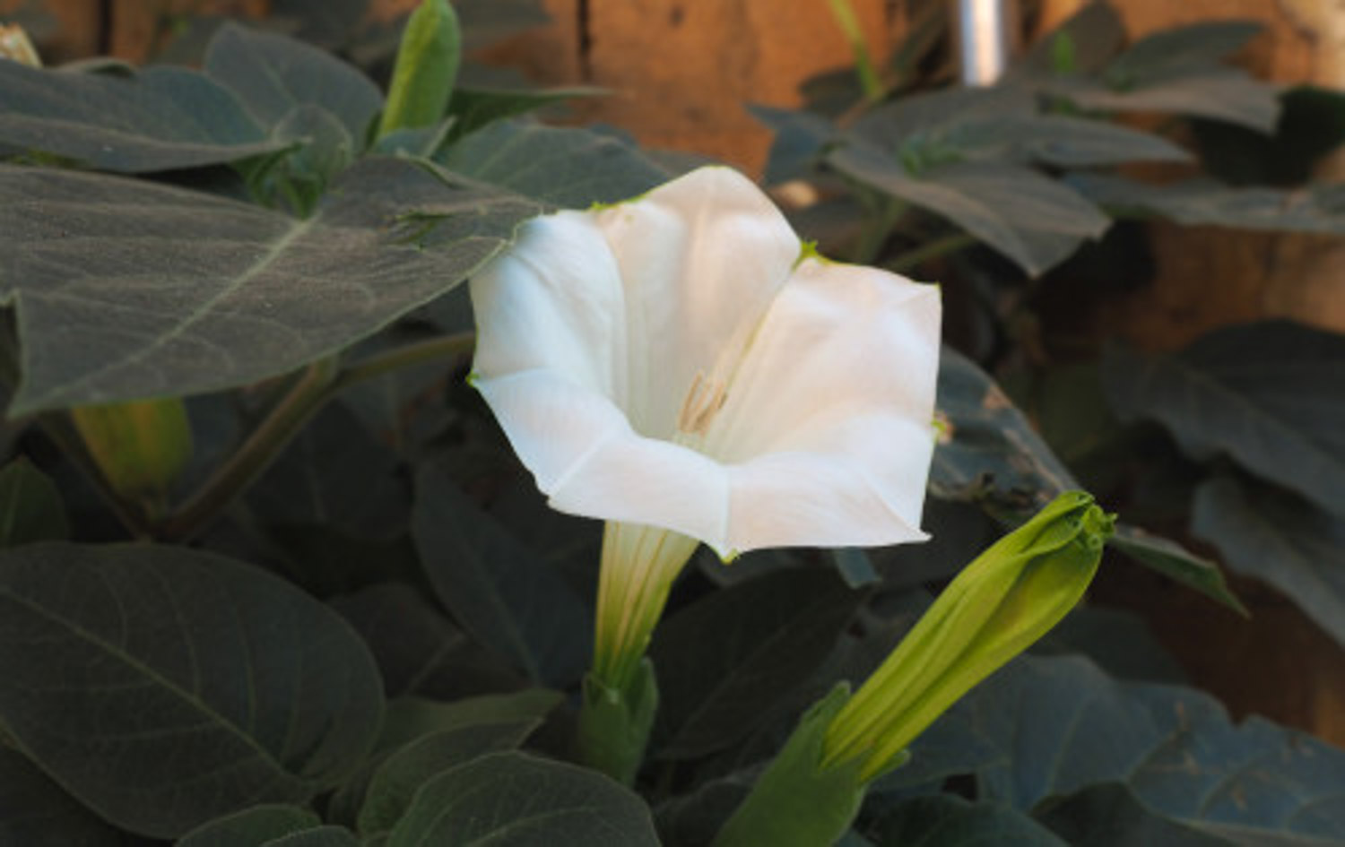 木本曼陀罗花有毒吗 木本曼陀罗花有毒吗