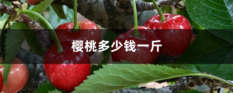 樱桃多少钱一斤 樱桃多少钱一斤