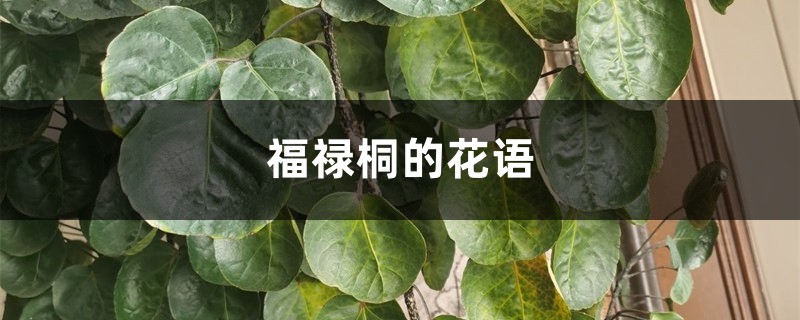 福禄桐的花语和寓意 福禄桐的花语和寓意