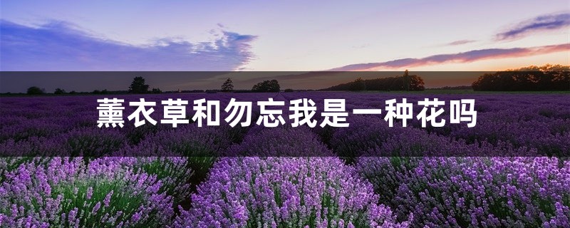 薰衣草和勿忘我是一种花吗 薰衣草和勿忘我是一种花吗