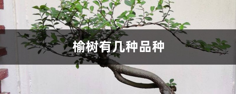 榆树有几种品种 榆树有几种品种
