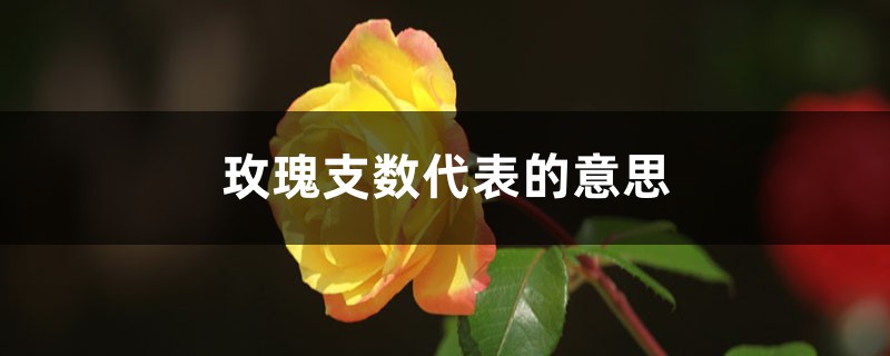 玫瑰支数代表的意思 玫瑰支数代表的意思