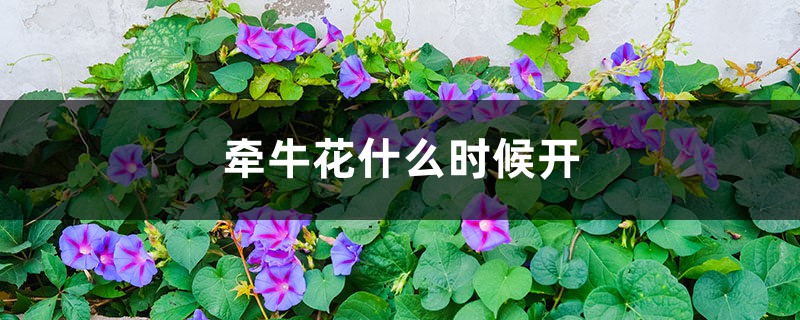 牵牛花什么时候开 牵牛花什么时候开