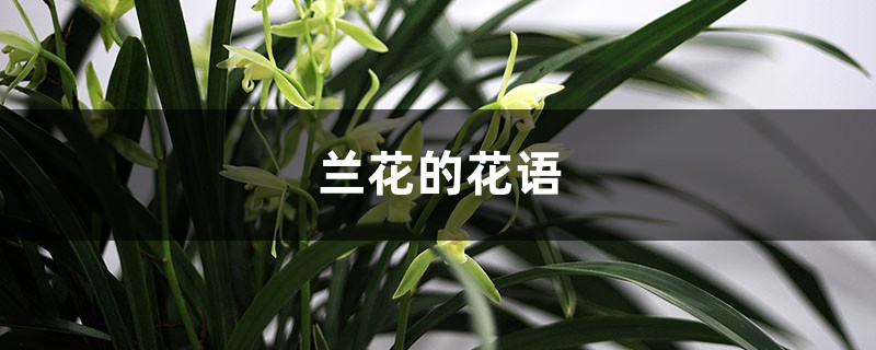 兰花的花语和寓意 兰花的花语和寓意