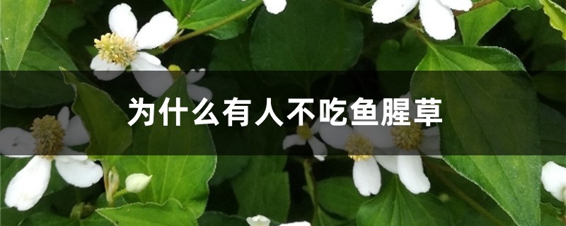 为什么有人不吃鱼腥草 为什么有人不吃鱼腥草