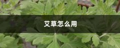 艾草怎么用