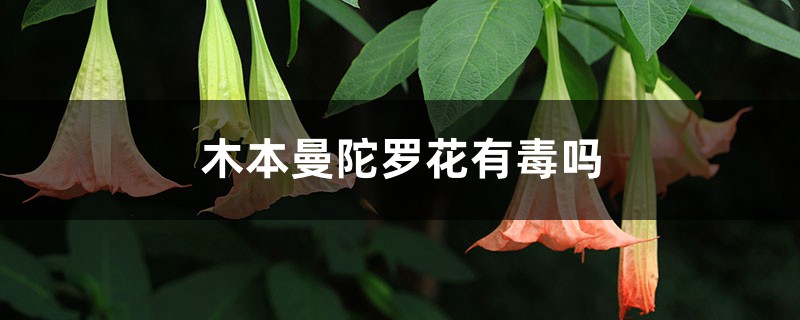 木本曼陀罗花有毒吗 木本曼陀罗花有毒吗
