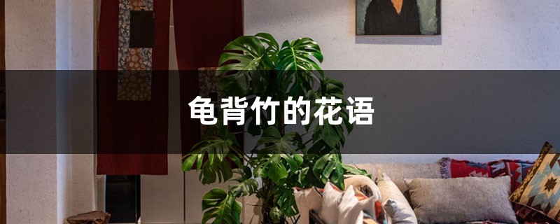 龟背竹的花语和寓意 龟背竹的花语和寓意