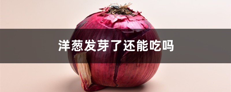 洋葱可以生吃吗 洋葱可以生吃吗