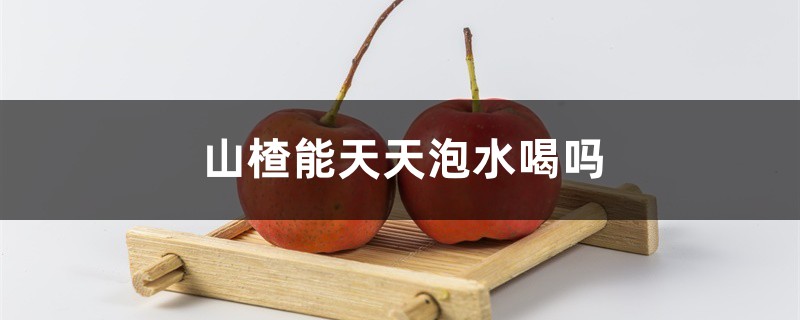 山楂能天天泡水喝吗 山楂能天天泡水喝吗