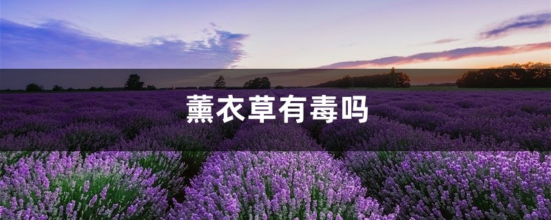 薰衣草有毒吗 薰衣草有毒吗