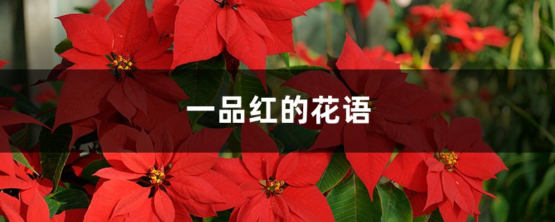 一品红的花语和寓意 一品红的花语和寓意